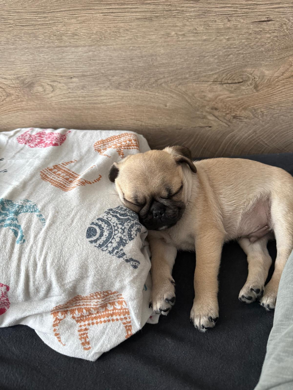 A Day In My Life as Ozzy