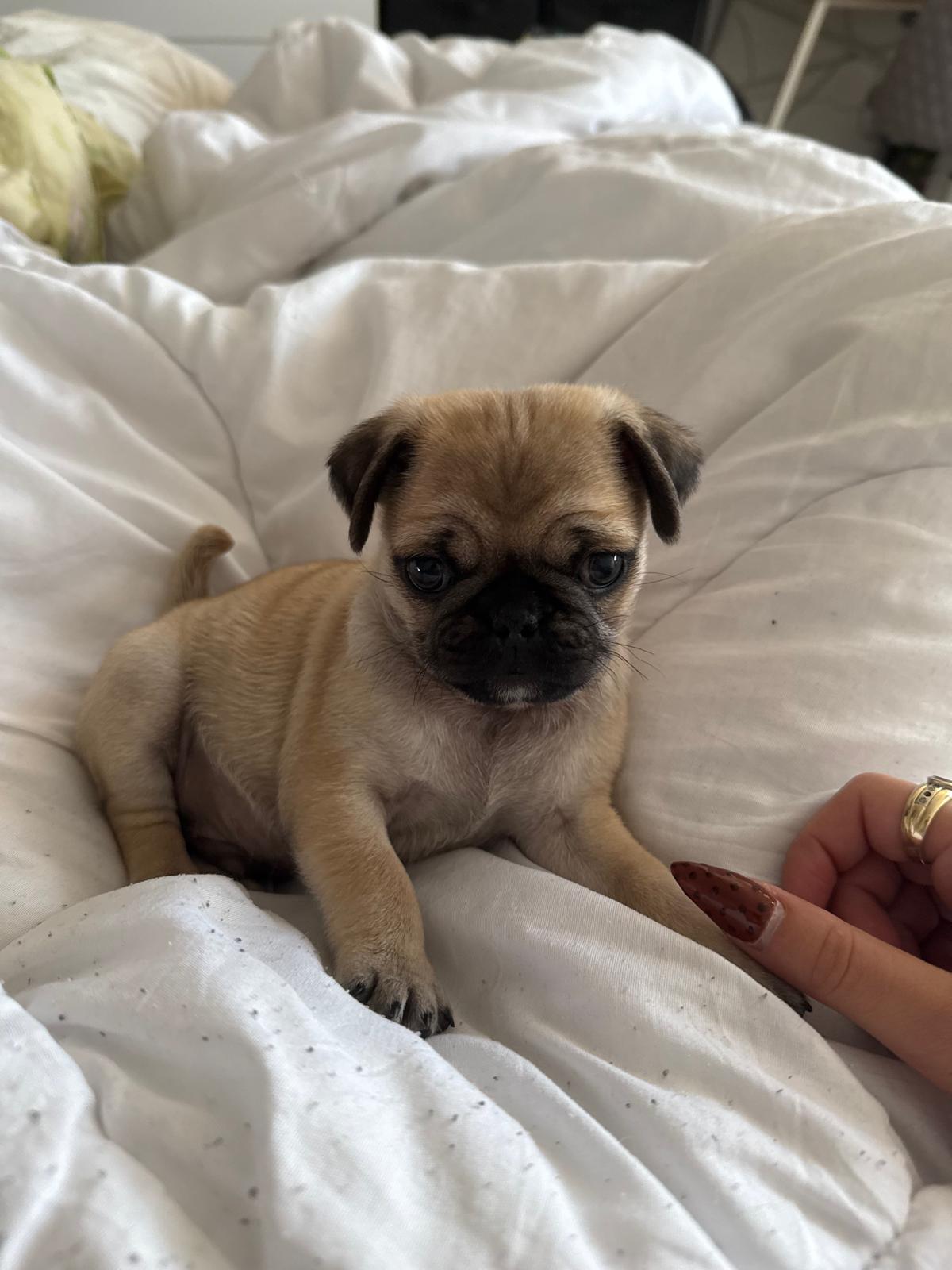 Best Food for Puppies 🐶